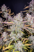 Instagram Purple Punch Auto