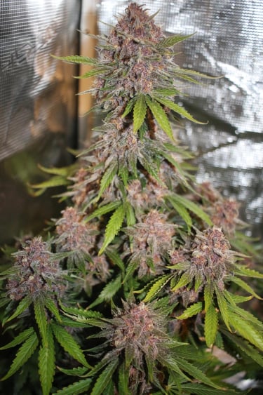 Instagram Lemon Cherry Cookies Auto