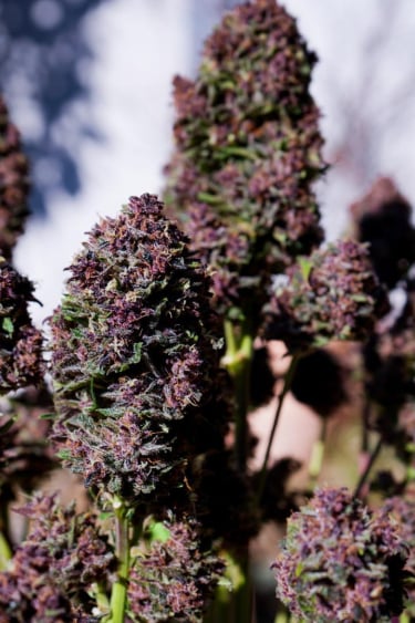 Instagram Purple Haze Auto