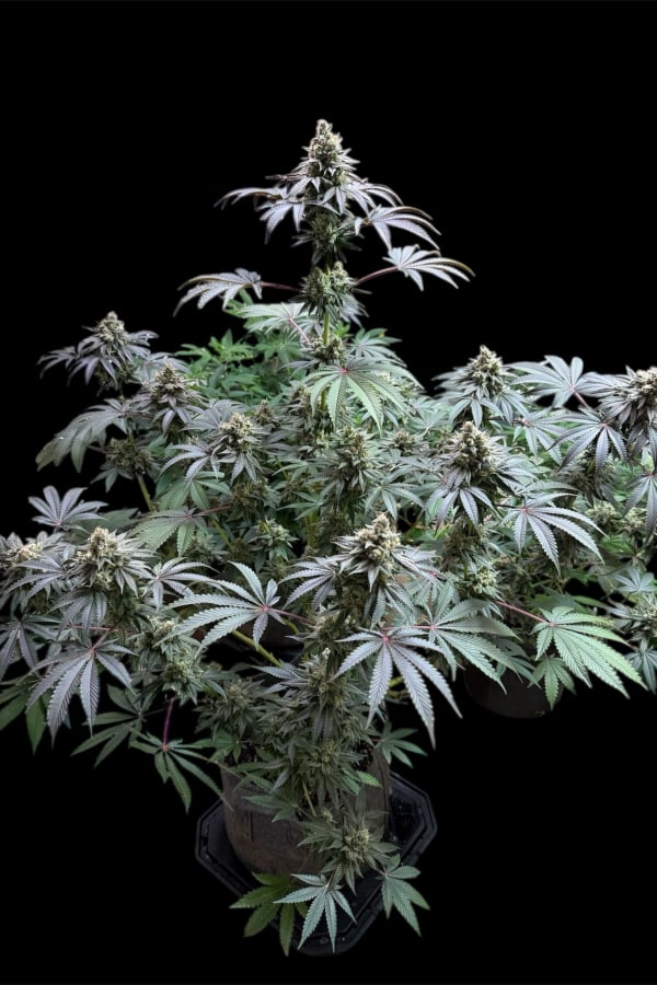 Instagram Lemon Cherry Runtz