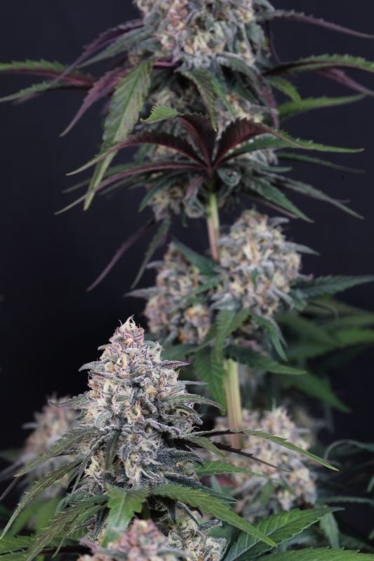 Instagram Lemon Cherry Sundae Auto