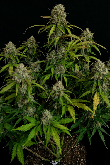 Instagram Chemdawg Auto