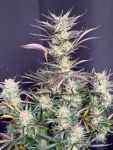 Instagram Blueberry Auto