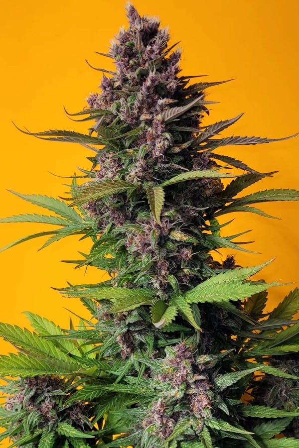 Instagram AUTO | LSD-25 Auto