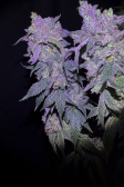 Instagram Papaya Sherbet™