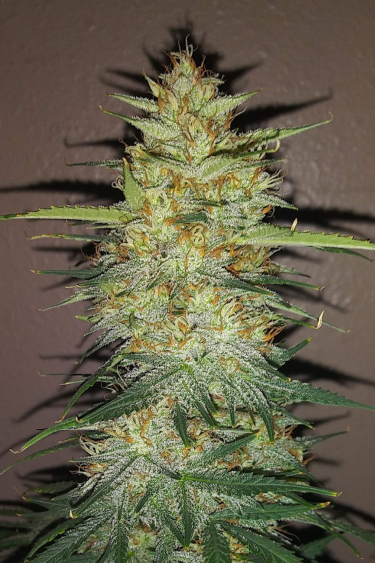 Instagram OG Kush Auto