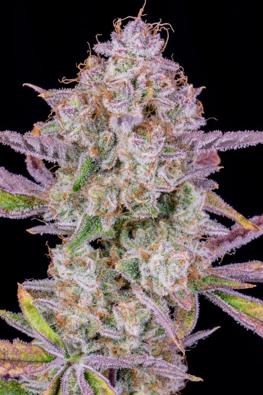 Buy Strawberry Gorilla Auto Cannabis Seeds | Fast Buds