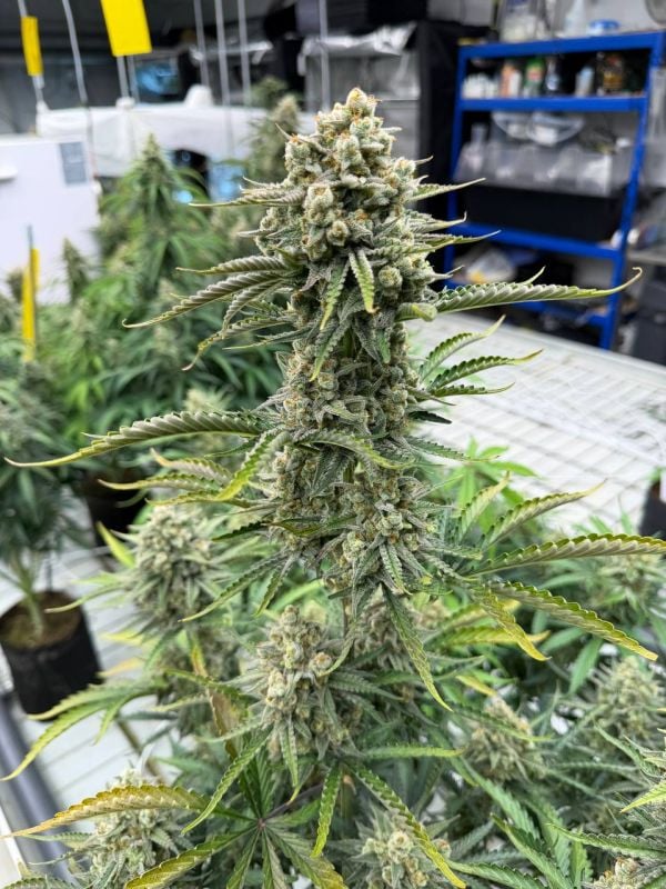Instagram OG Kush Auto