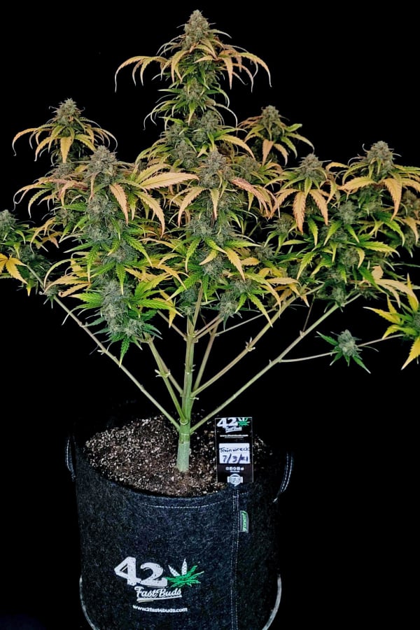 Trainwreck Auto Cannabis Seeds – Buy Trainwreck Strain | Fast Buds