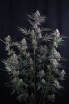Instagram Lemon Tree Auto™