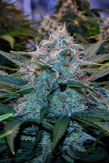 Instagram Pineapple Express Auto