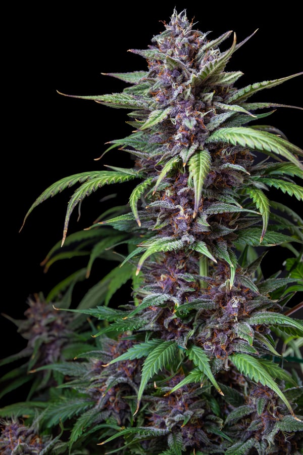 Instagram AUTO | Purple Lemonade Auto