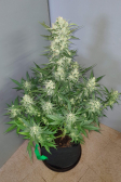 Instagram Gorilla Cookies Auto