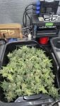 Instagram Banana Cherry Cookies Auto™
