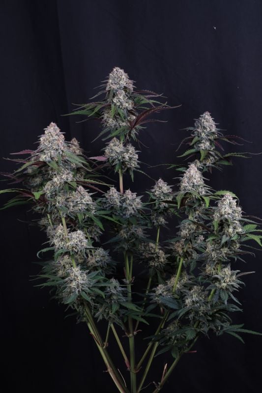 Instagram Lemon Cherry Sundae Auto