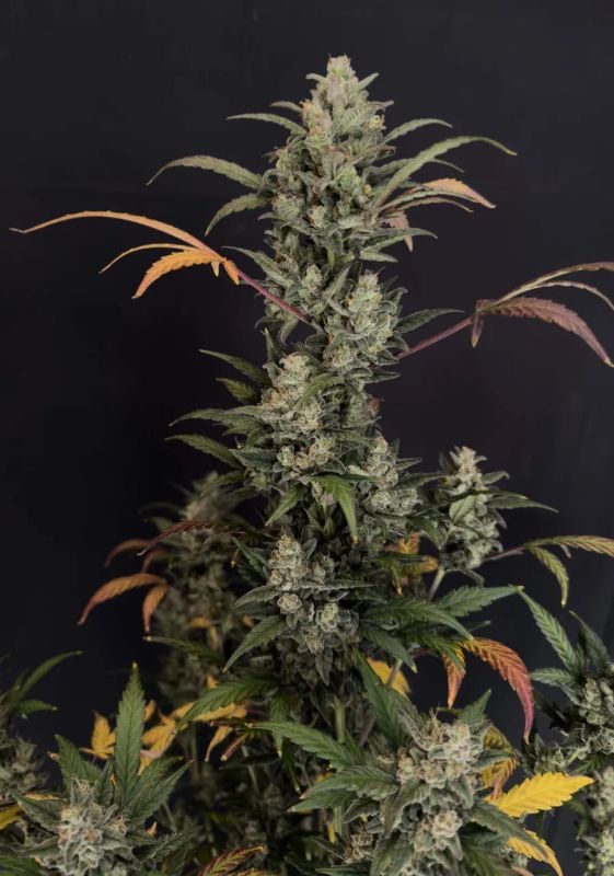 Instagram Mendo Cherry Cookies Auto
