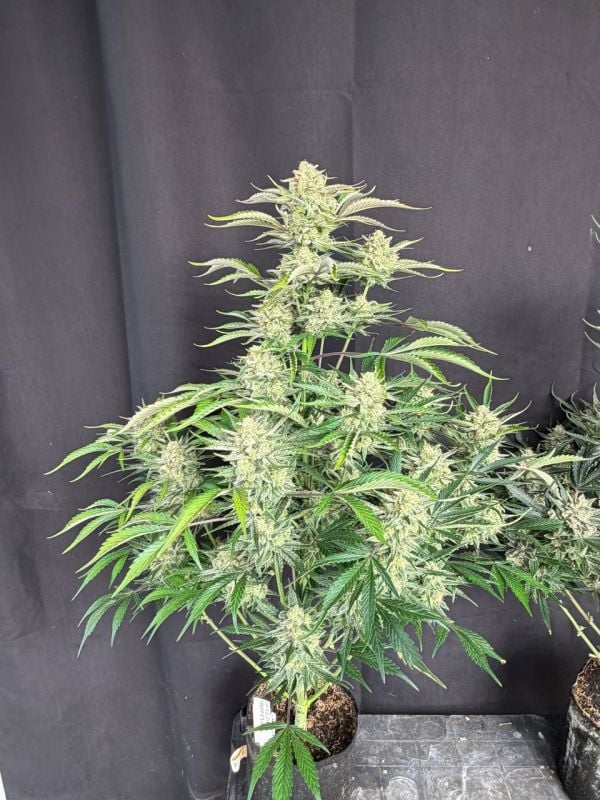 Instagram Sour Diesel Auto
