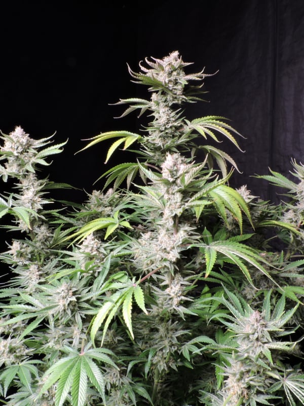 Buy Cherry Cola Auto Cannabis Seeds | Fast Buds