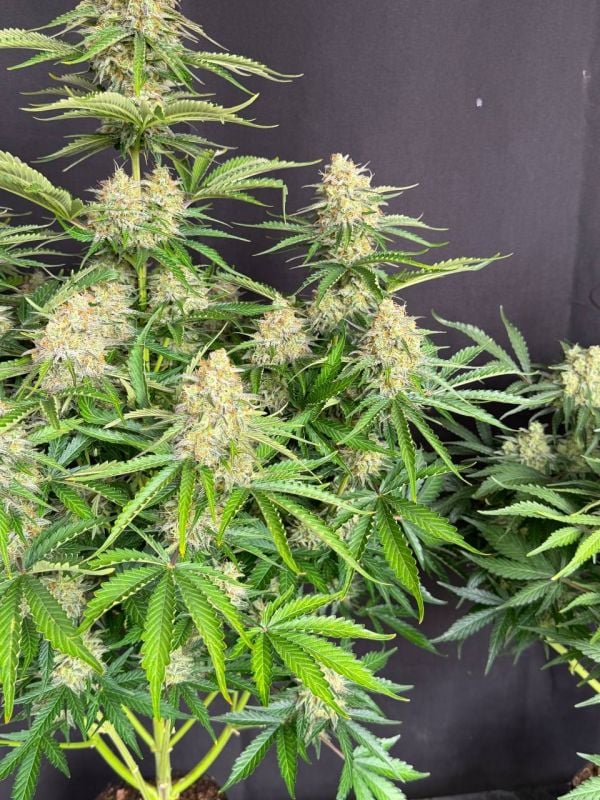 Instagram Moby Dick Auto