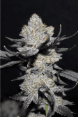 Instagram Tropicana Cookies FF