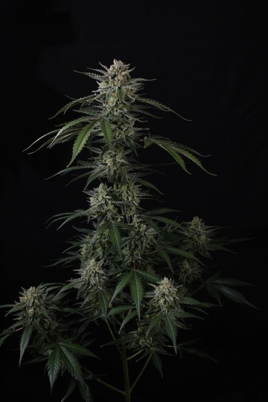 Instagram Banana Guava Auto