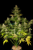 Instagram Pound Cake Auto™