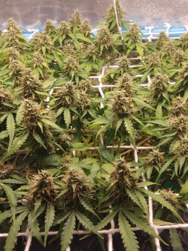 Instagram Green Crack Auto