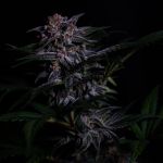Instagram Strawberry Gorilla Auto RF3™