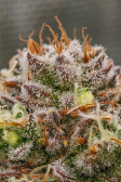 Instagram Gorilla Melon™