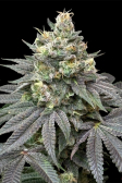 Instagram Lemon Cherry Runtz™