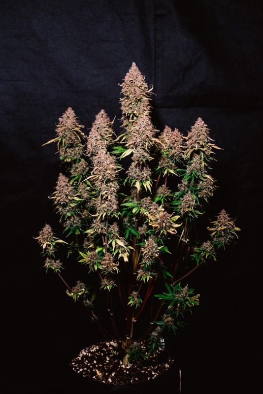 AUTO | Banana Purple Punch Auto RF3™