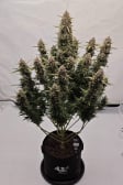 Instagram Sour Jealousy Auto™