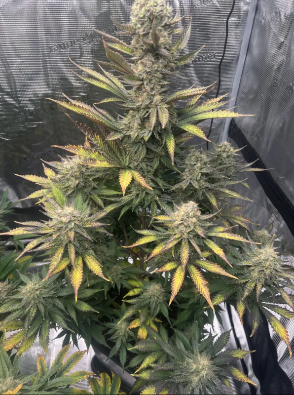 Instagram Guava Auto RF3