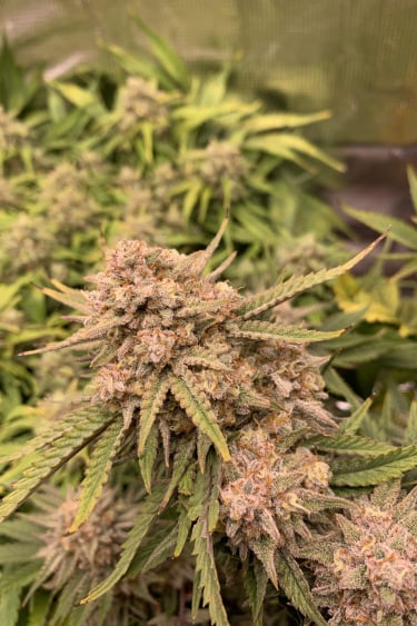 Instagram Six Shooter Auto