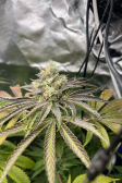 Instagram Gorilla Melon™