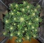 Instagram Mendo Cherry Cookies Auto™