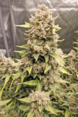 Instagram Papaya Cookies Auto™