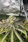 Instagram Gorilla Melon™