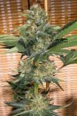 Instagram GG4 Sherbet FF