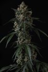 Instagram Banana Cherry Cookies Auto™