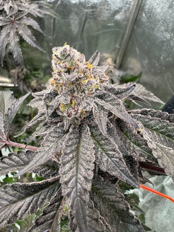 Instagram Fem Terpbombs Trial Pack