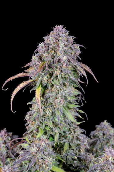 Instagram Blueberry Auto