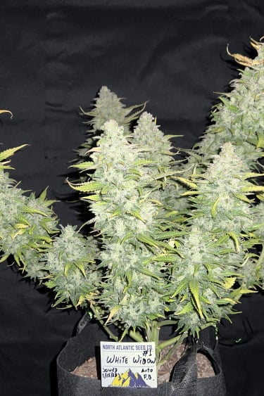 Instagram White Widow Auto