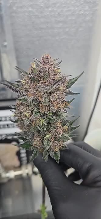 Lemon Cherry Sundae Auto @chubbs 2