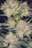 Instagram Strawberry Gorilla Auto