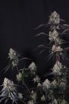 Instagram Lemon Cherry Sundae Auto™
