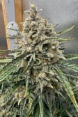 Instagram Gelato Auto