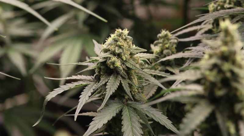 Instagram Banana Cherry Cookies Auto
