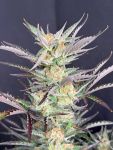 Instagram Blueberry Auto