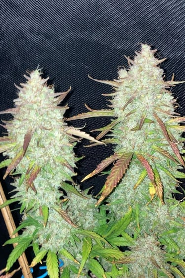 Instagram Papaya Cookies Auto